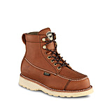 irish setter 2875