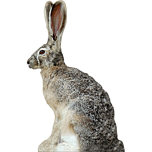 Extreme Dimension Wildlife Calls Phantom HD Decoy - Jack Rabbit