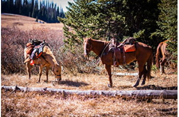 Image of Two Pack Horses