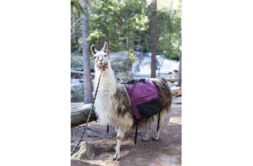 Image of Pack Llama in the Backcountry