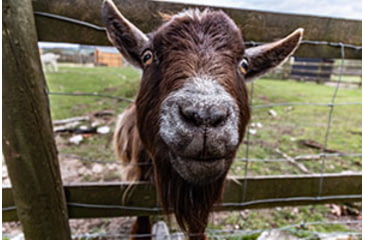 Image of Brown Goat