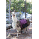 Pack Llama in the Backcountry