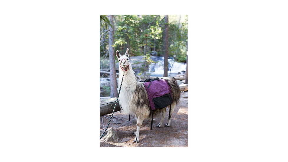 Pack Llama in the Backcountry