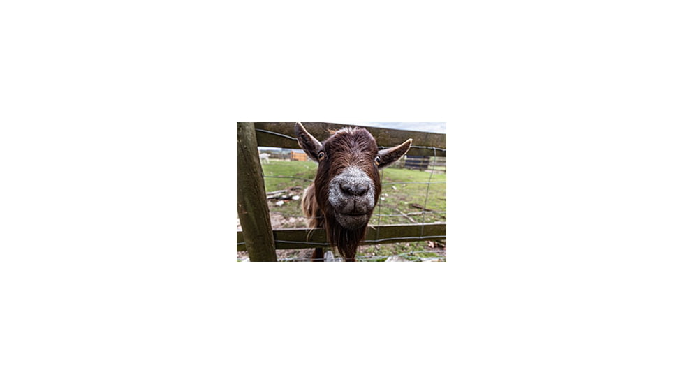 Brown Goat