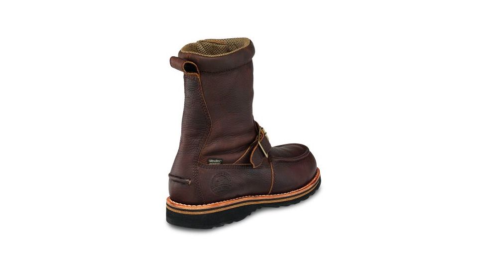 irish setter 839