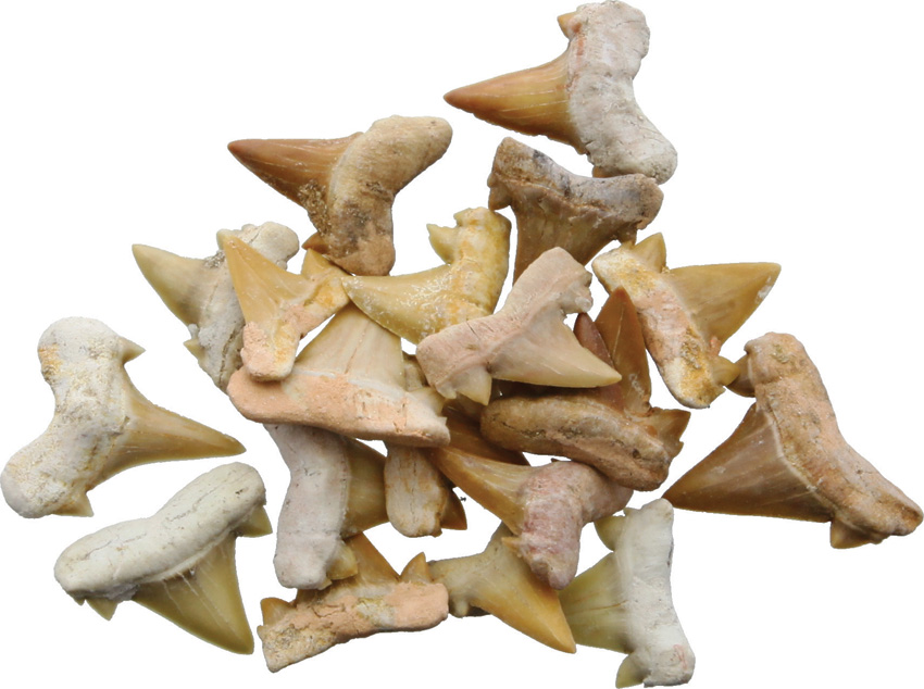 https://op2.0ps.us/original/opplanet-arrowhead-shark-tooth-fossils-0-5-inch-pack-of-20-30333025-main