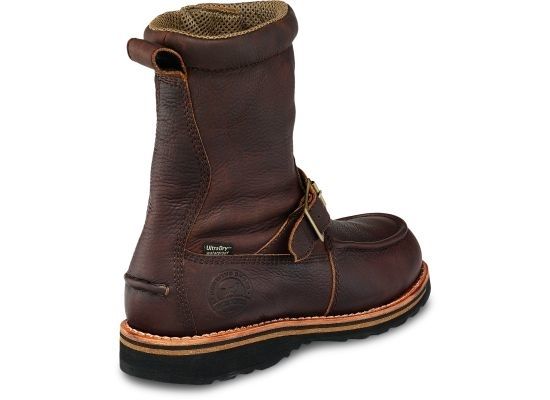 irish setter 839