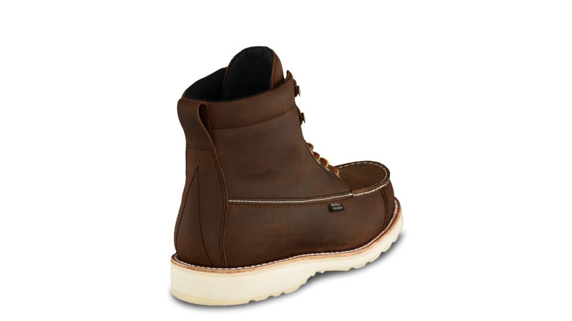 irish setter 891